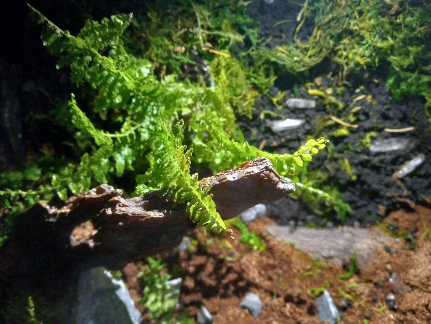 Lascaux- Full Pre-made 10 Gal Vivarium Scape (Tank Included)