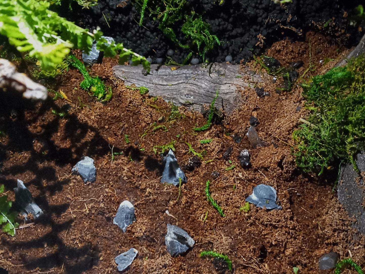 Lascaux- Full Pre-made 10 Gal Vivarium Scape (Tank Included)