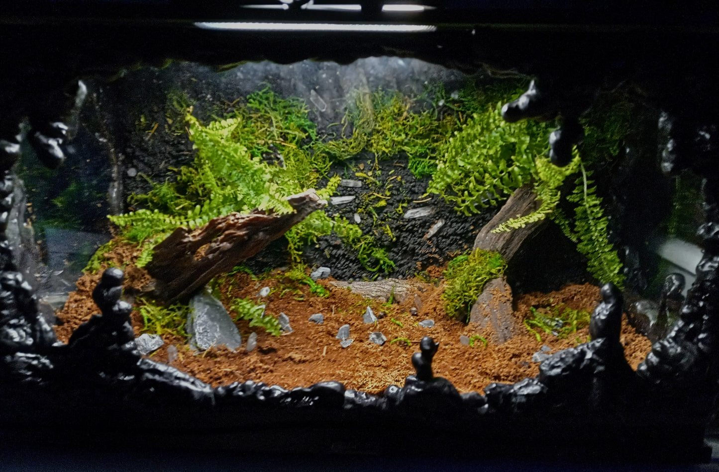 Lascaux- Full Pre-made 10 Gal Vivarium Scape (Tank Included)