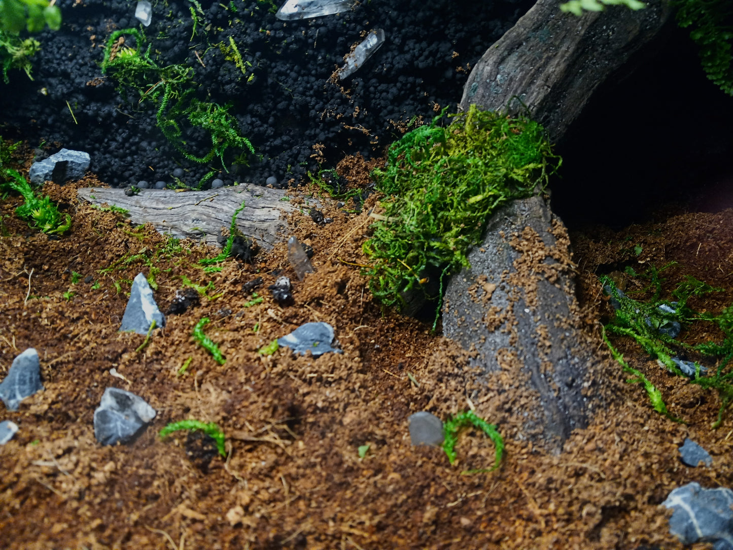 Lascaux- Full Pre-made 10 Gal Vivarium Scape (Tank Included)