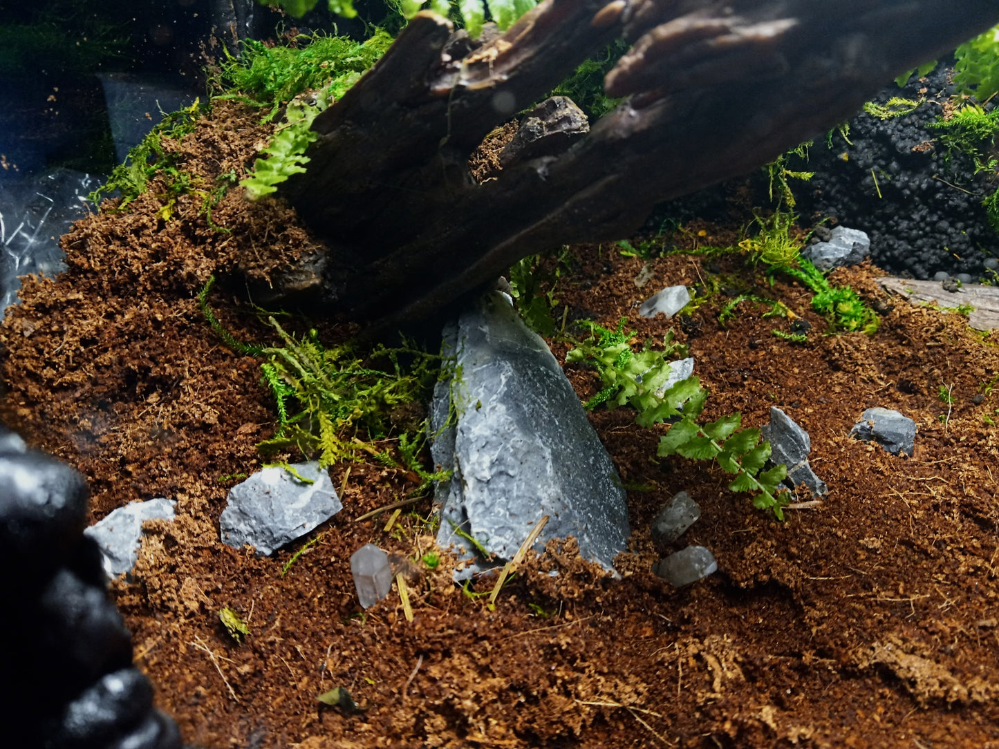 Lascaux- Full Pre-made 10 Gal Vivarium Scape (Tank Included)