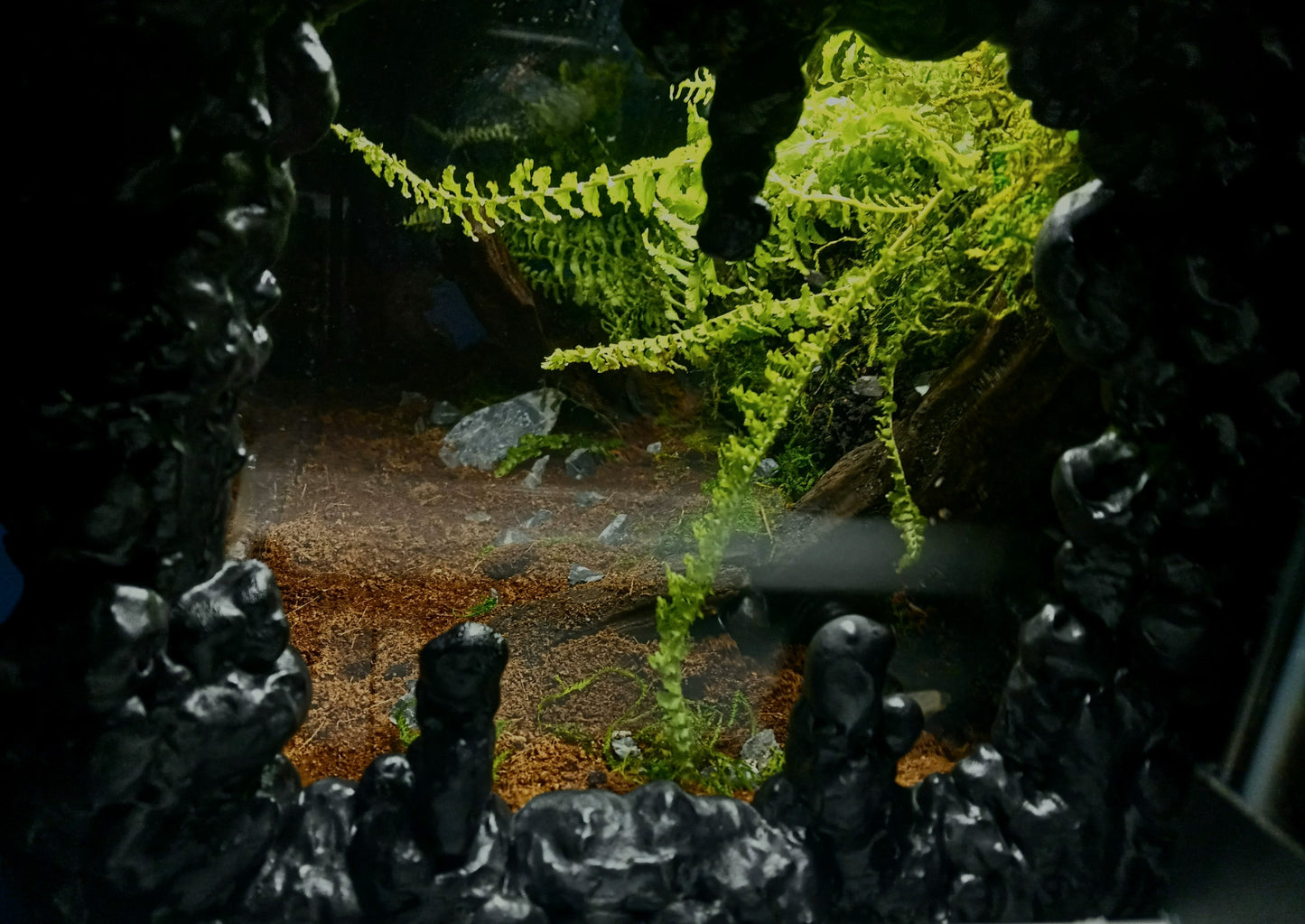 Lascaux- Full Pre-made 10 Gal Vivarium Scape (Tank Included)