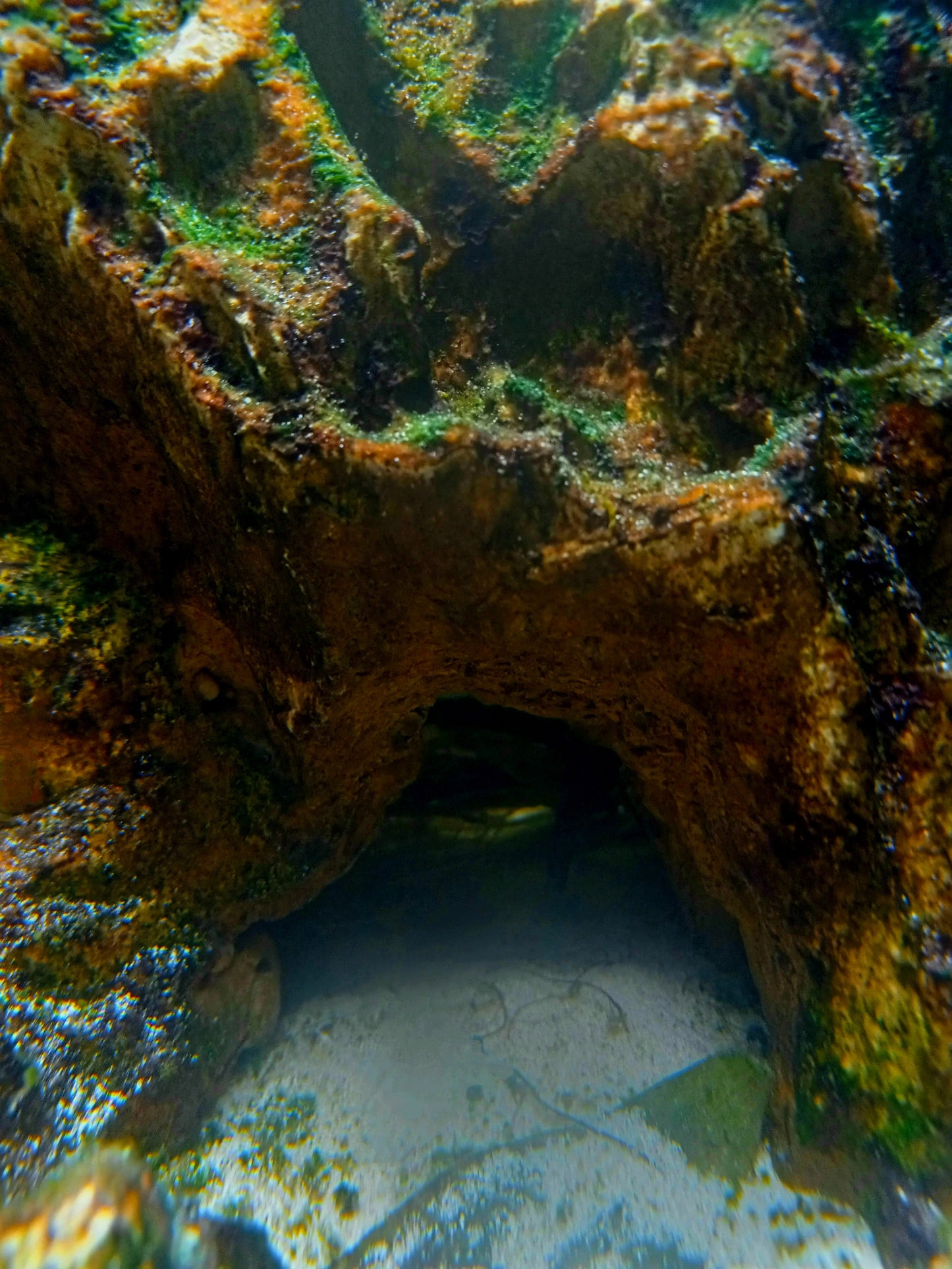 Isla-Full Pre-made 10 Gal Aquascape (Tank Included)