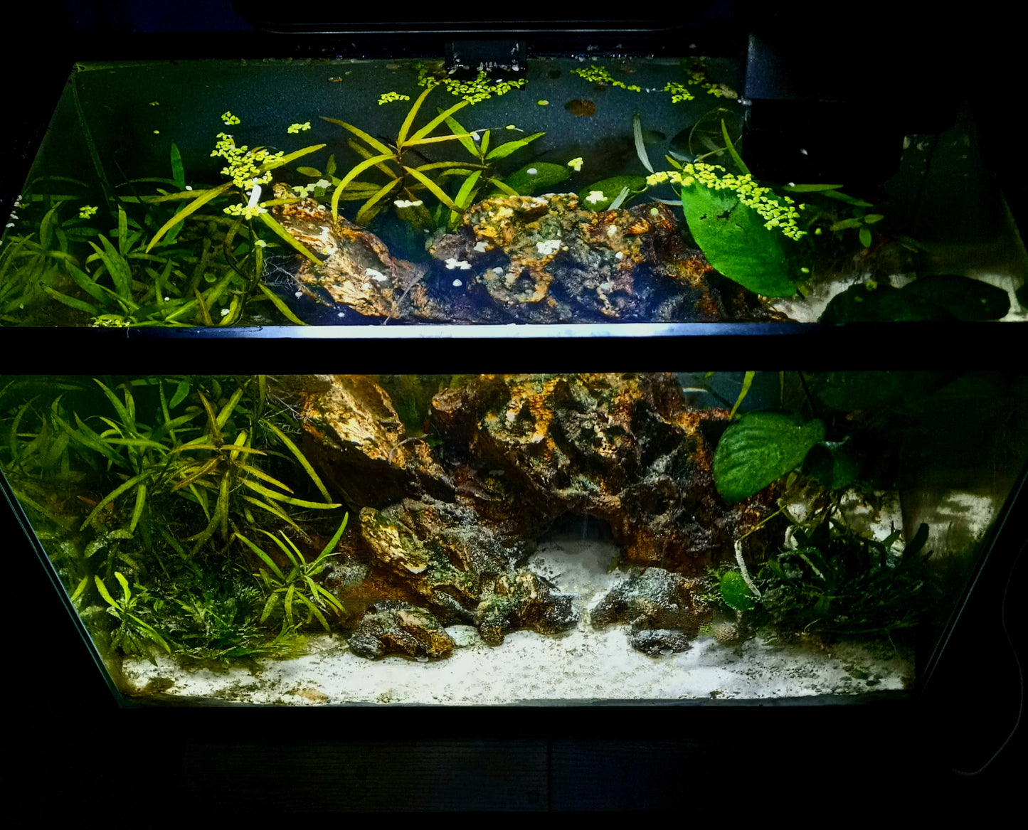 Isla-Full Pre-made 10 Gal Aquascape (Tank Included)
