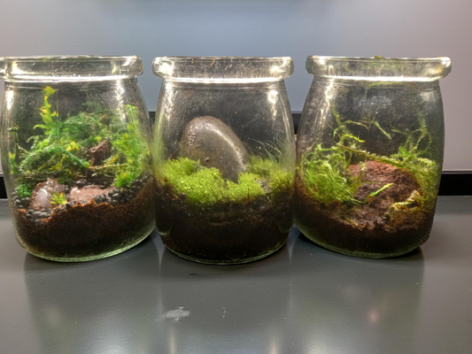 Mini-Terrariums