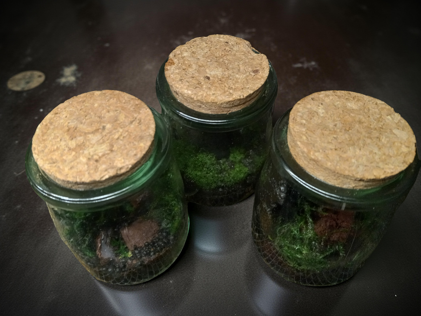 Mini-Terrariums