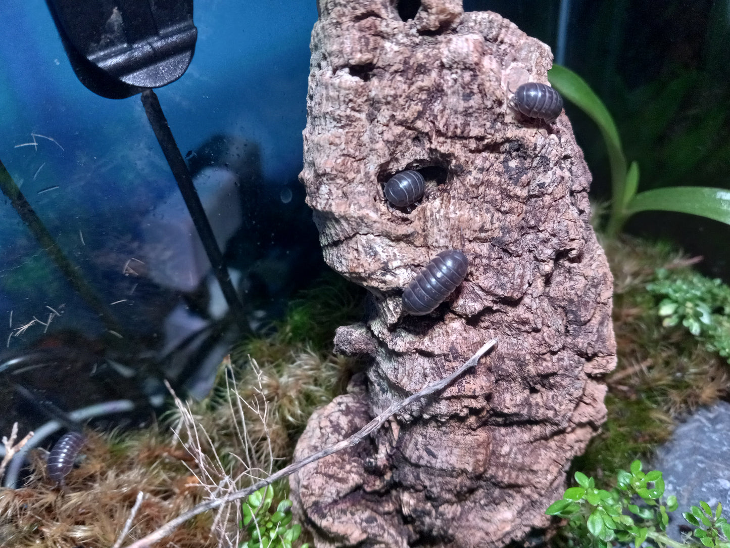 Melanistic Isopods