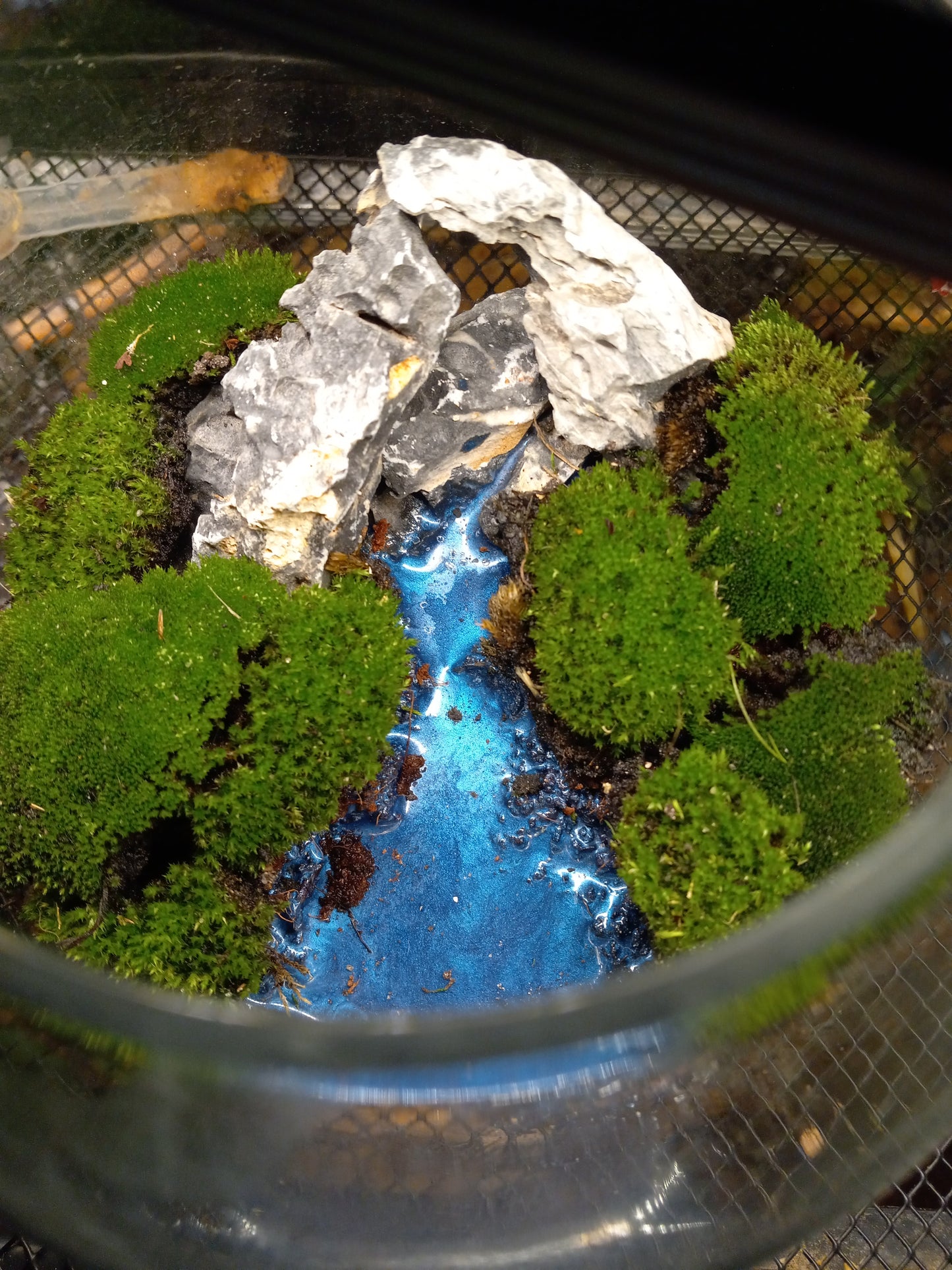 The Ravine