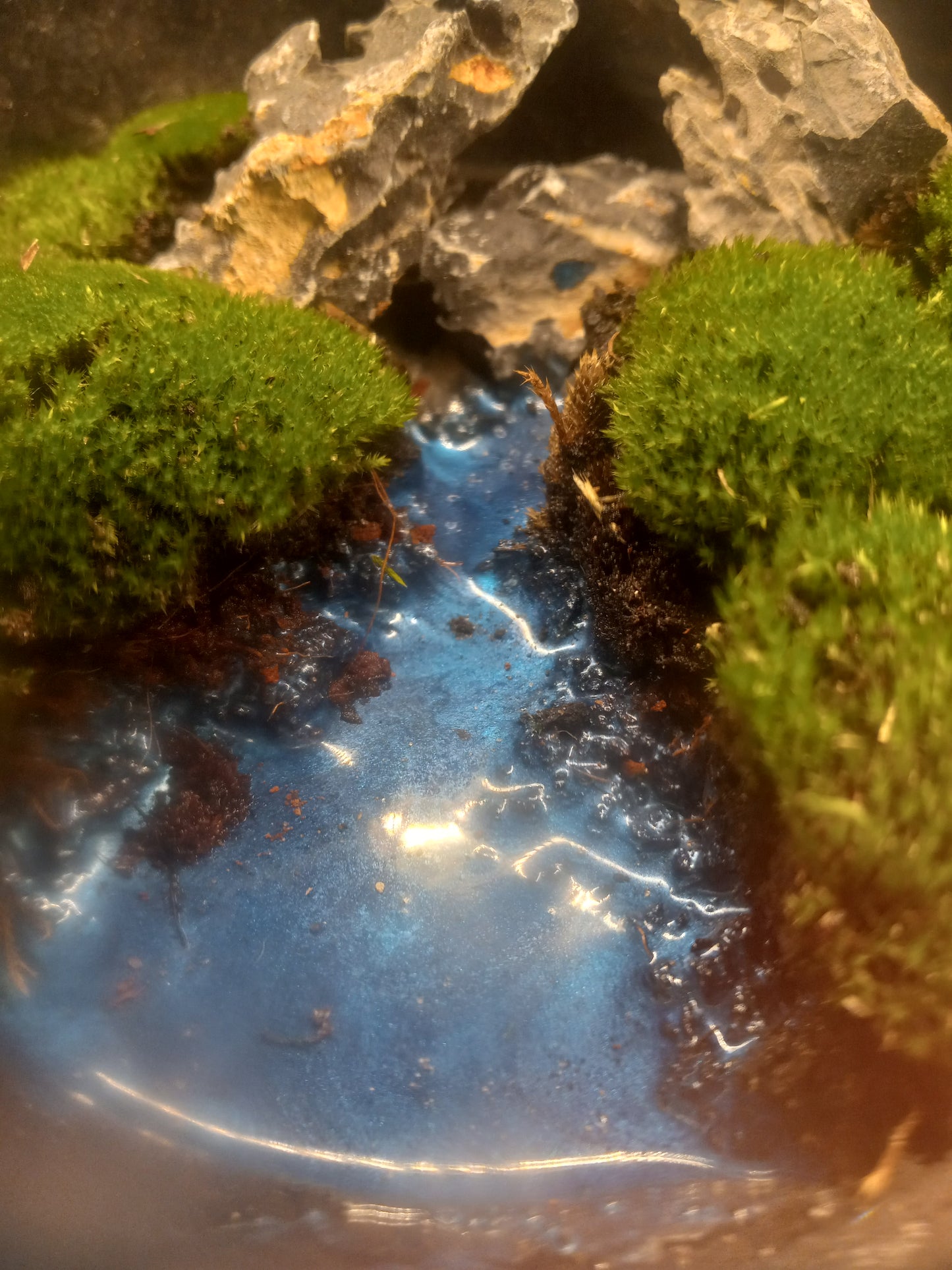 The Ravine