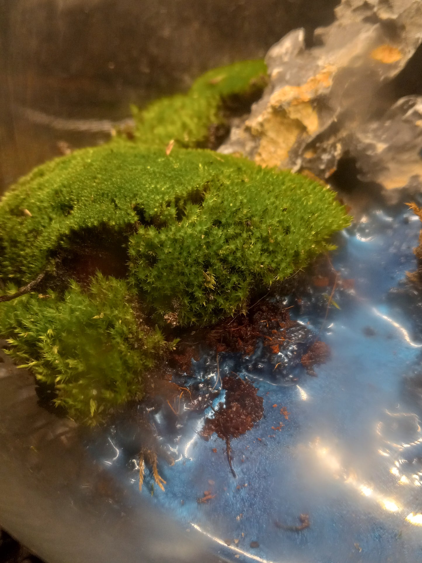 The Ravine