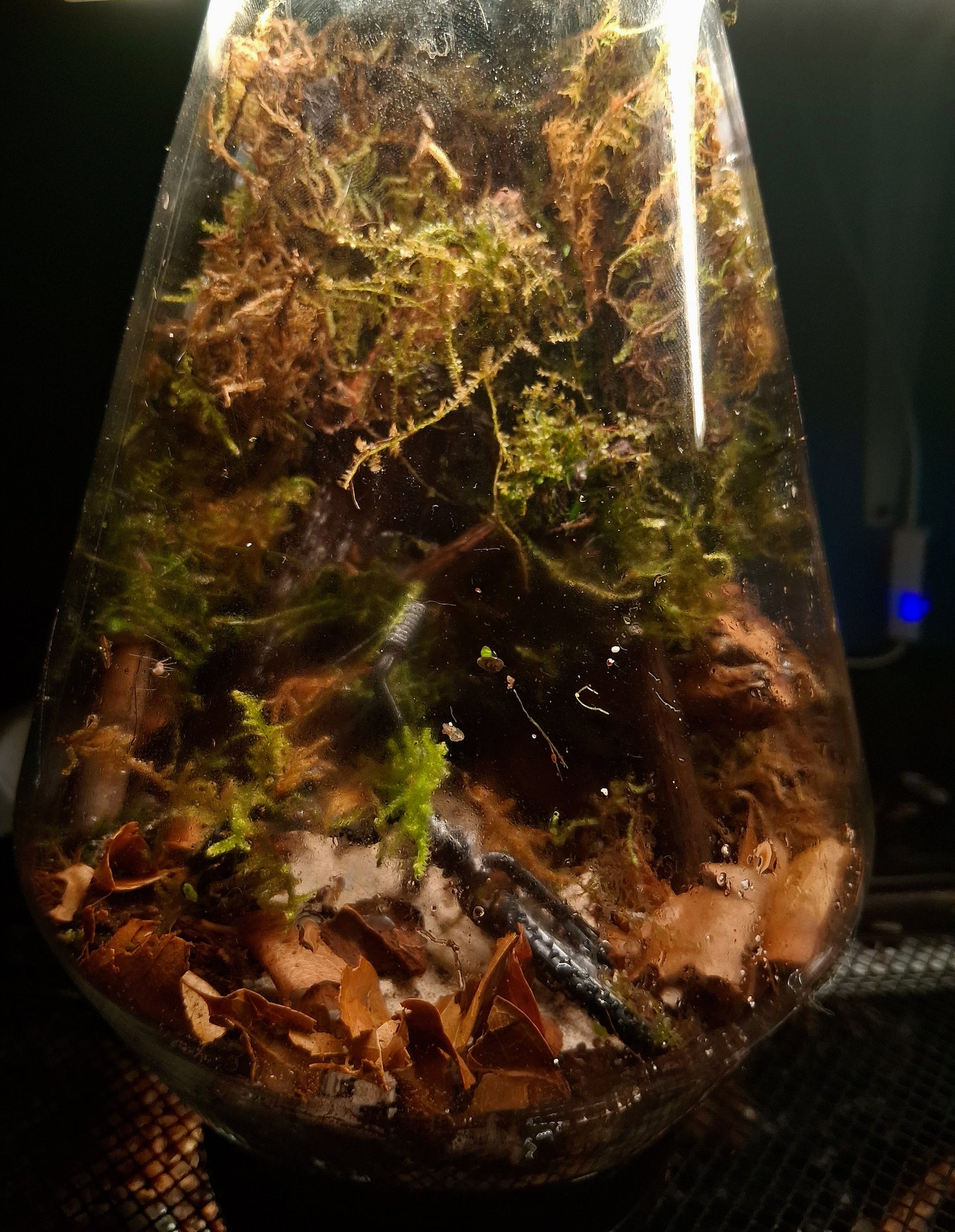Forêt Intime