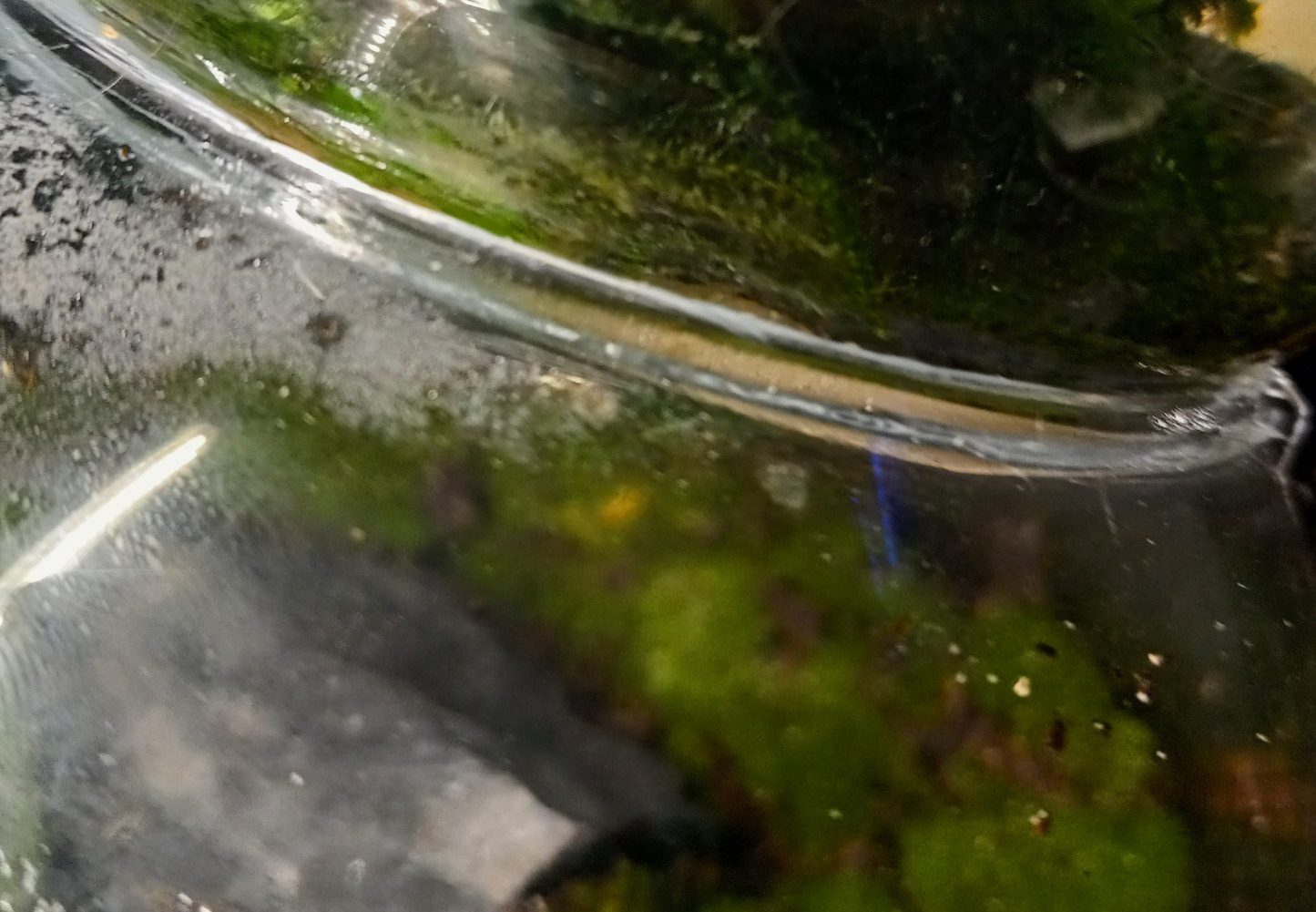 The Bubblarium