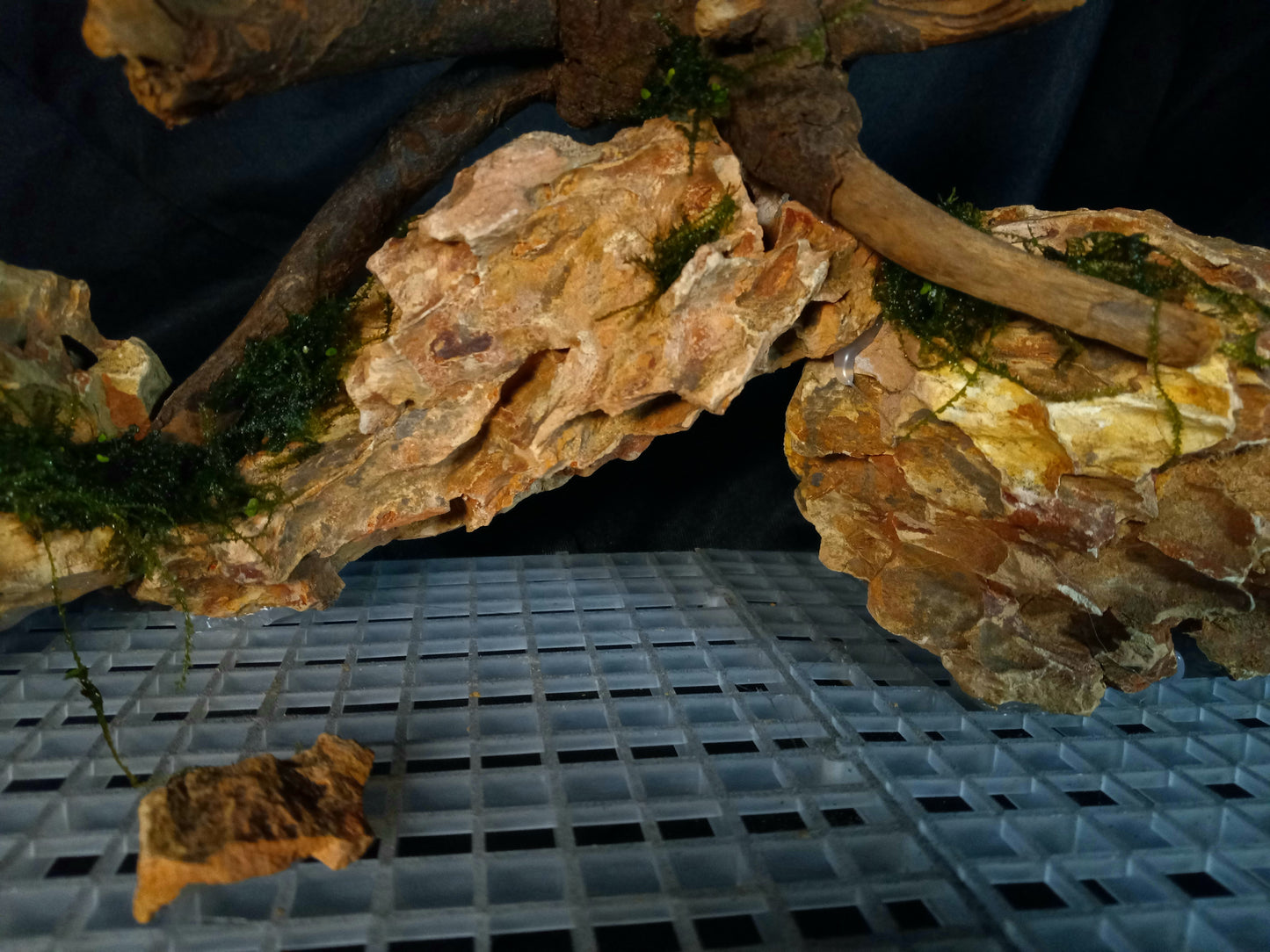 Dragon's Root-10 Gal pre-made Aquascape