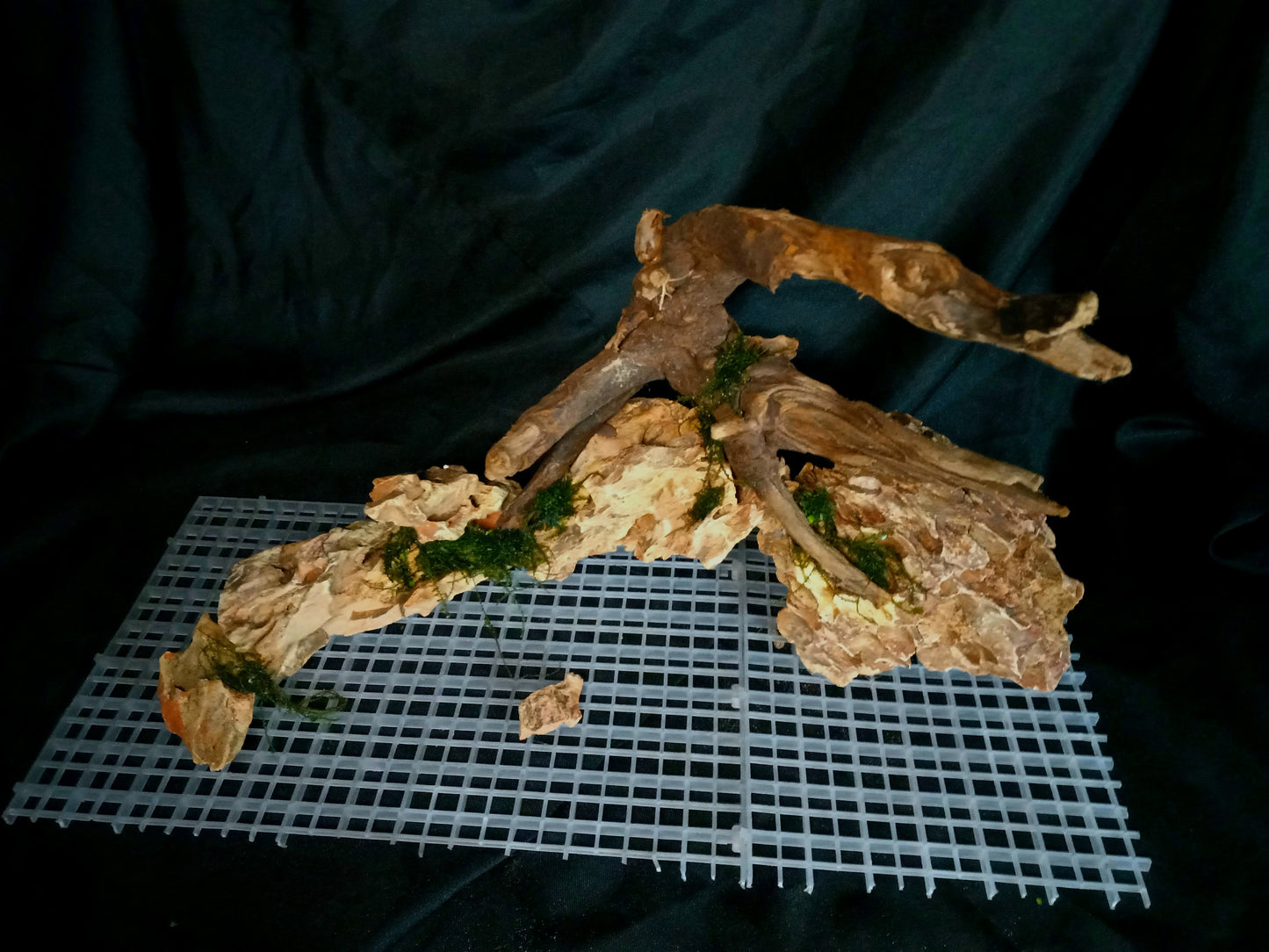 Dragon's Root-10 Gal pre-made Aquascape