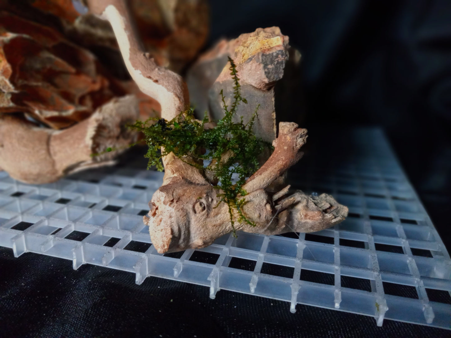 Ember Ridge 10 Gal pre-made Aquascape