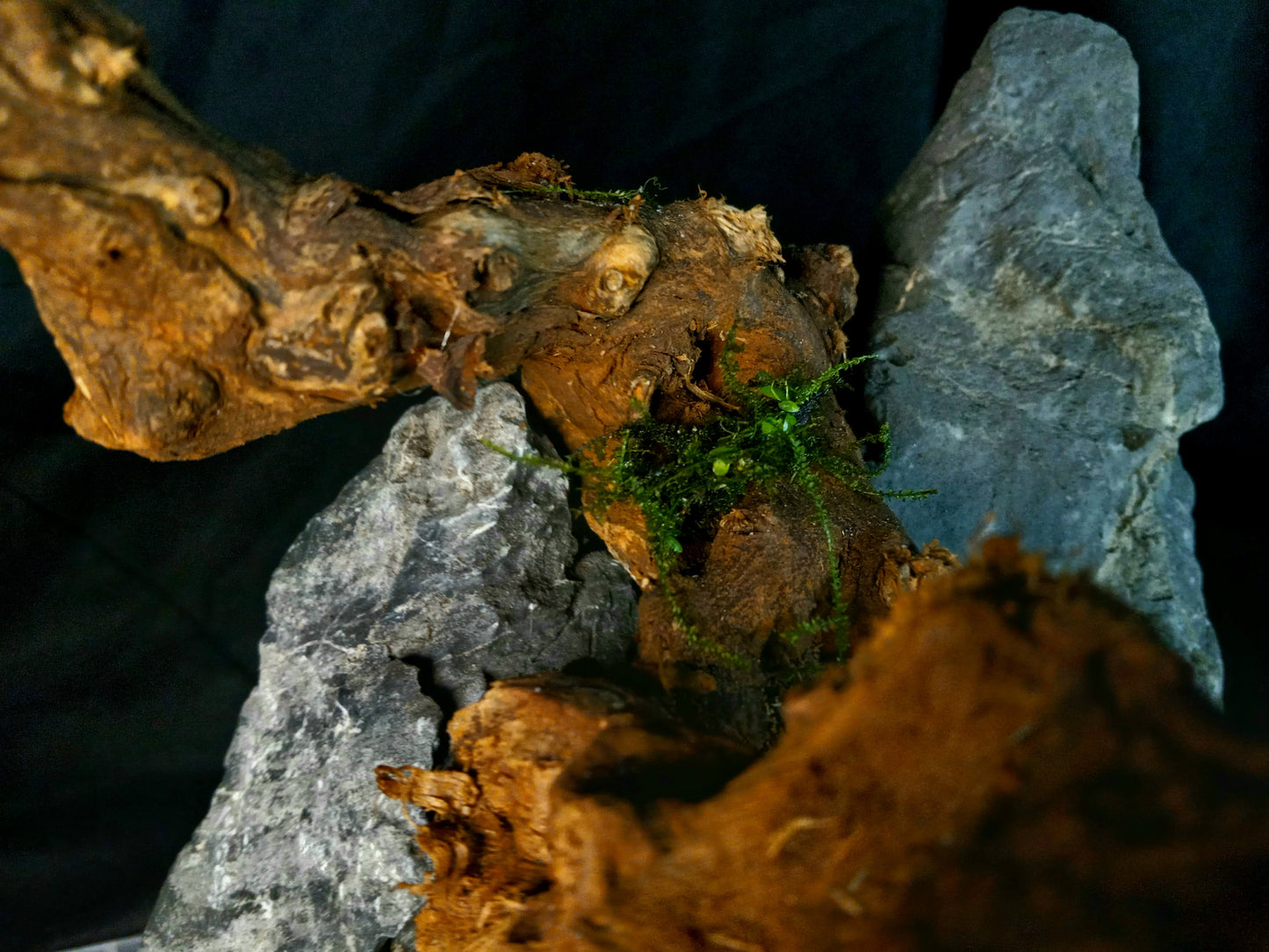 Drifting Arch-10 Gal pre-made Aquascape