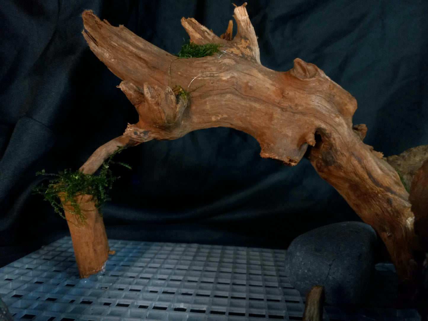 Timber Arc- 20 Gal pre-made Aquascape