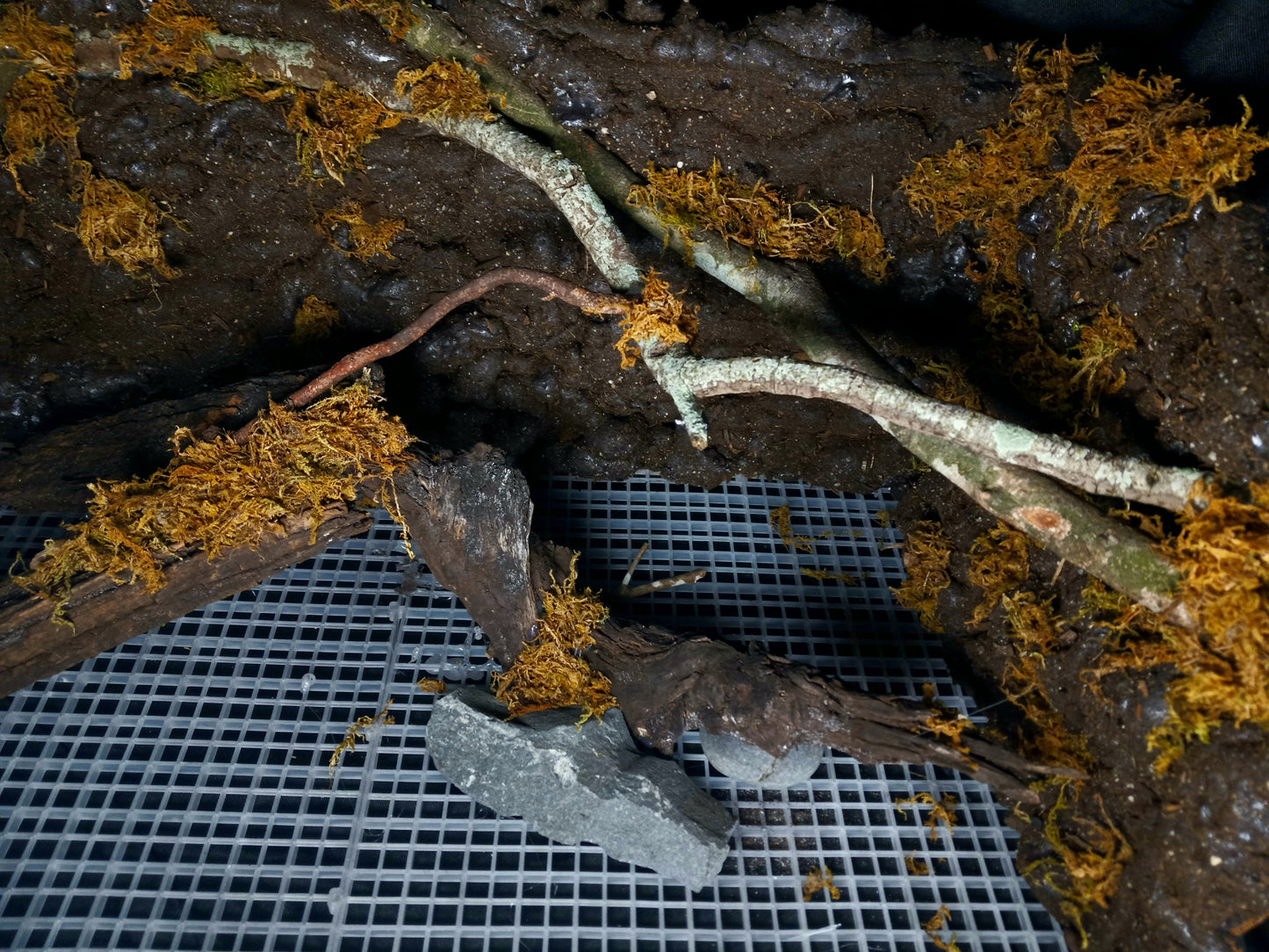 Hanging Canopy (Background Included)- 20 Gal pre-made Vivarium Scape