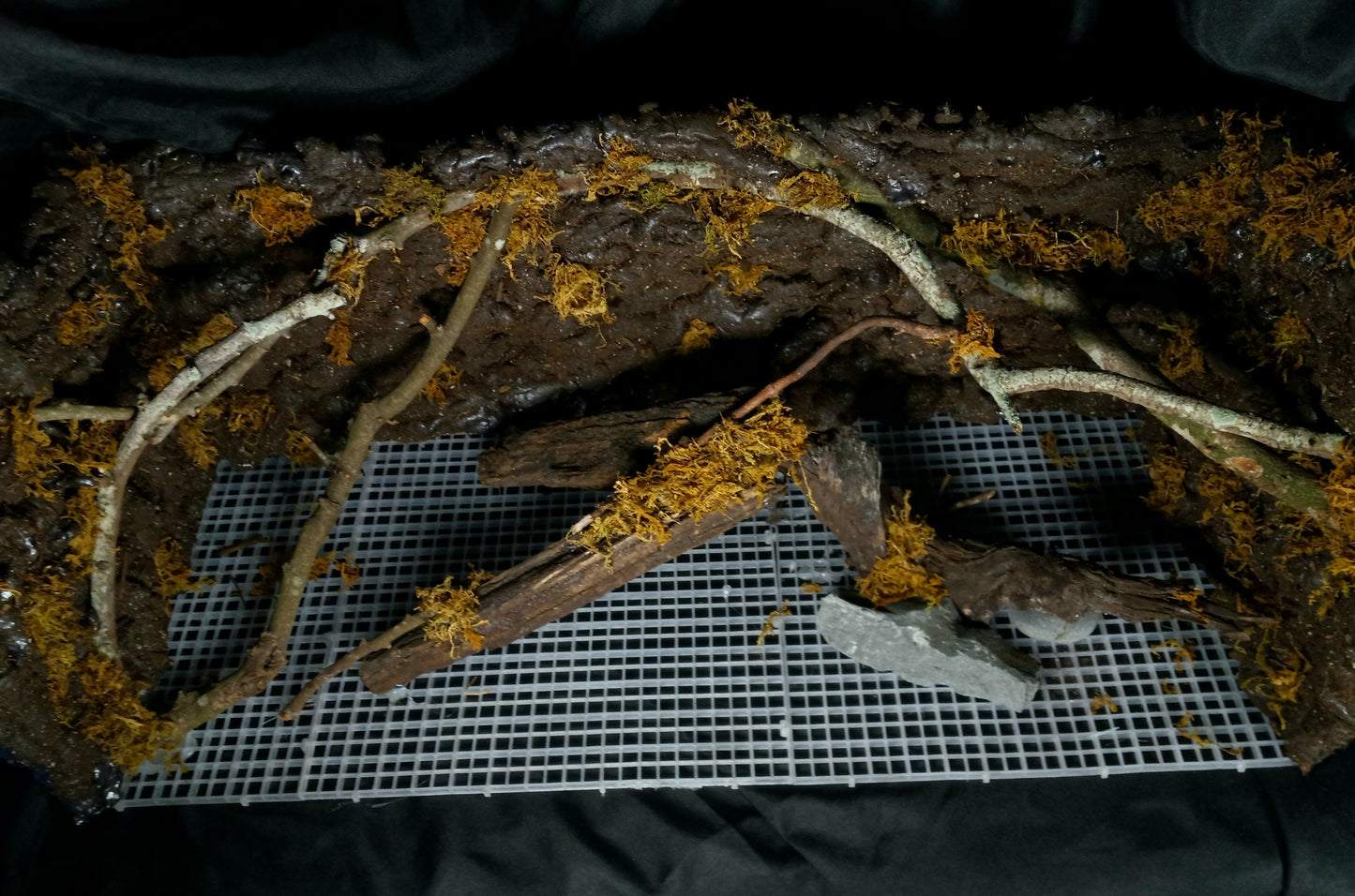 Hanging Canopy (Background Included)- 20 Gal pre-made Vivarium Scape