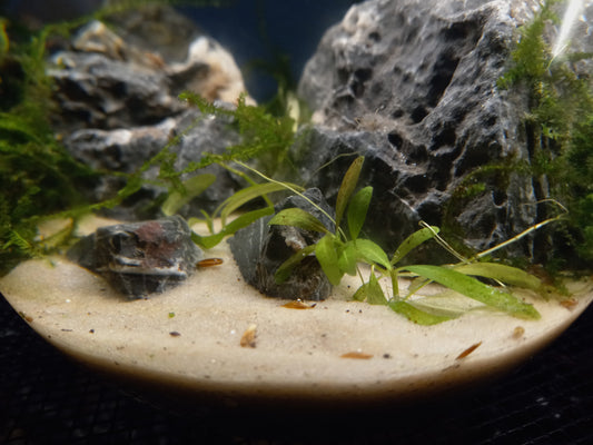 Java Ecosphere
