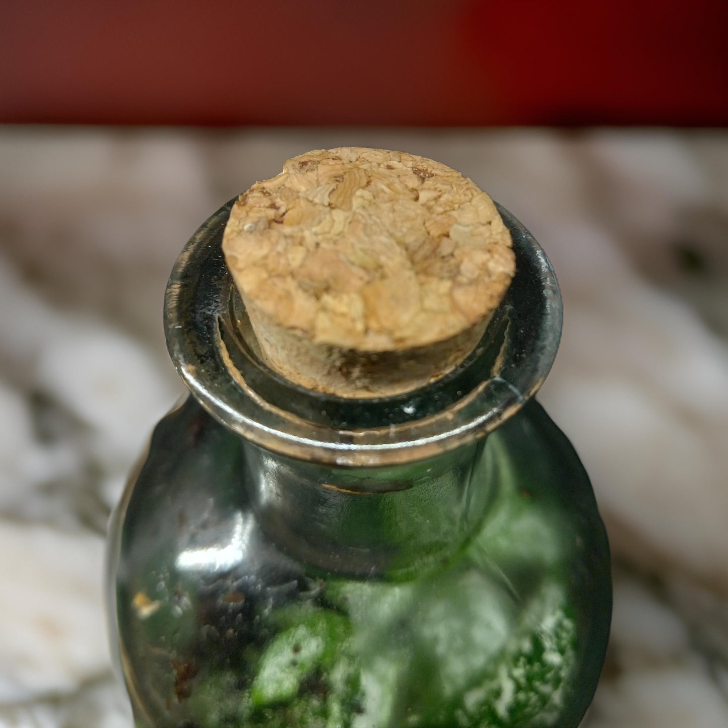 Plants in a Bottle