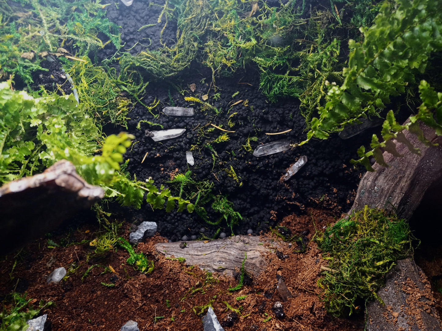 Lascaux- Full Pre-made 10 Gal Vivarium Scape (Tank Included)