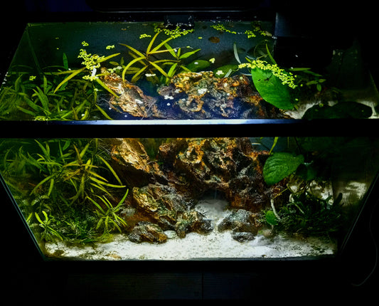 Isla-Full Pre-made 10 Gal Aquascape (Tank Included)