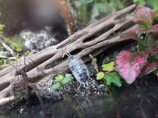 Dairy Cow Isopods