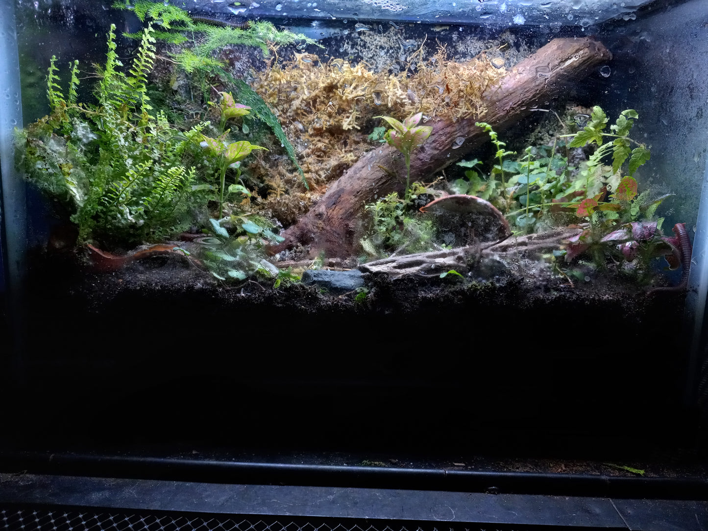 Iso-box: A Bioactive Terrarium