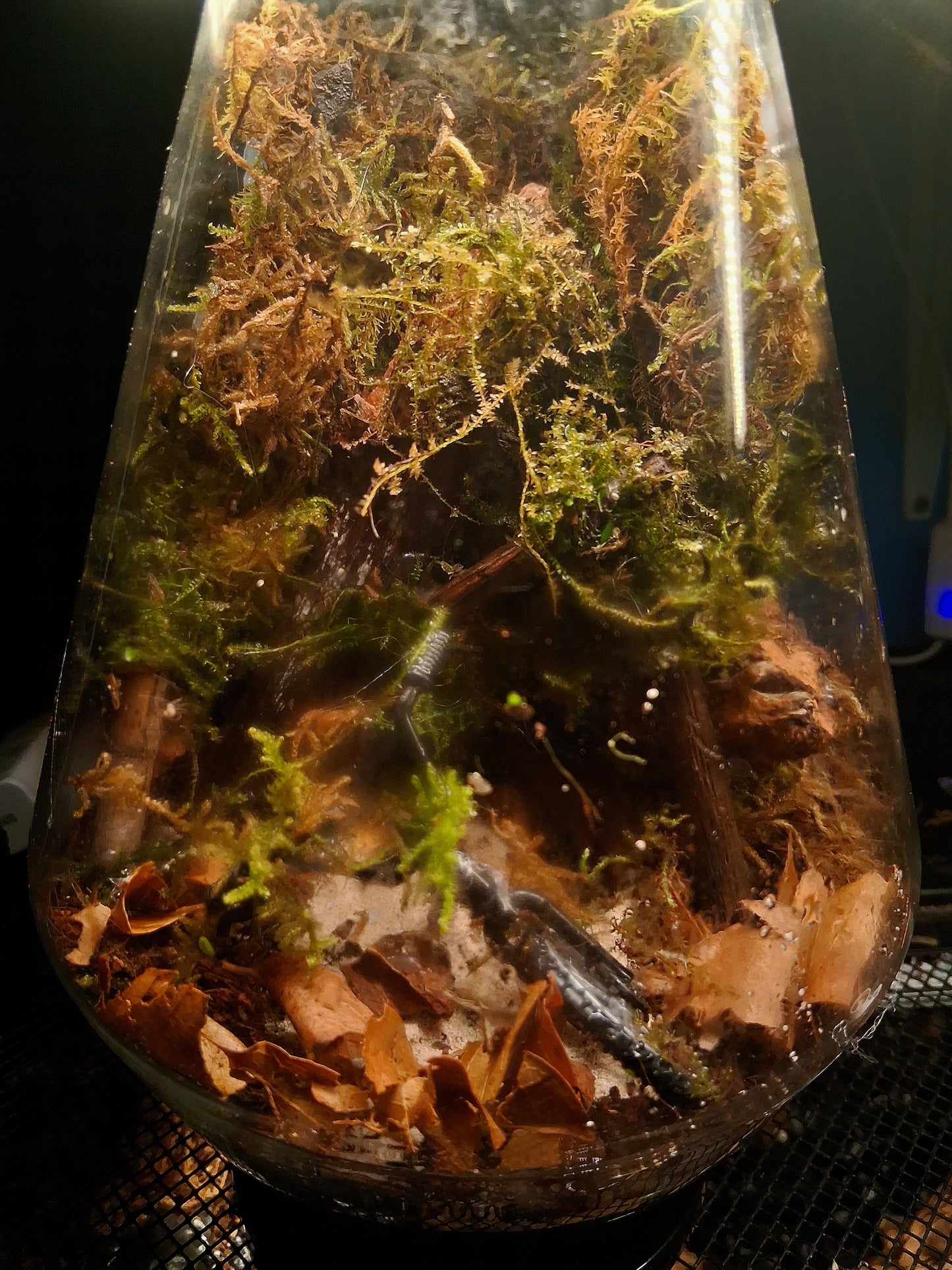 Forêt Intime