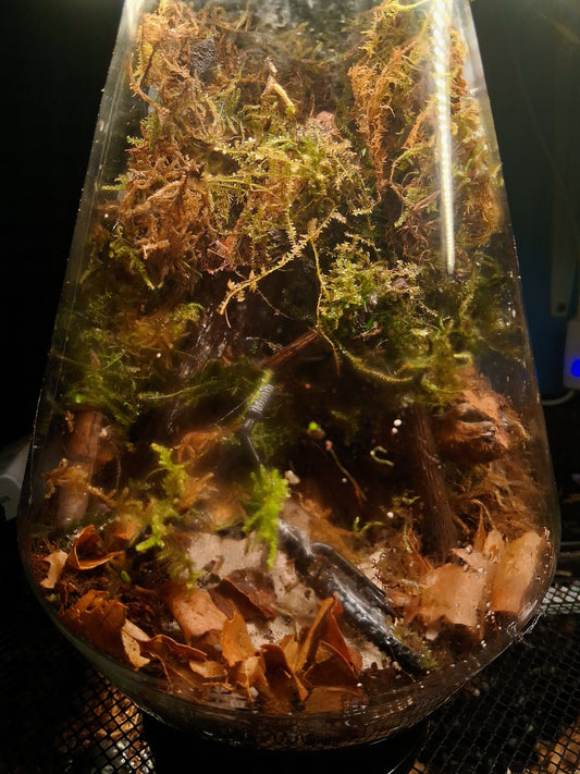 Forêt Intime