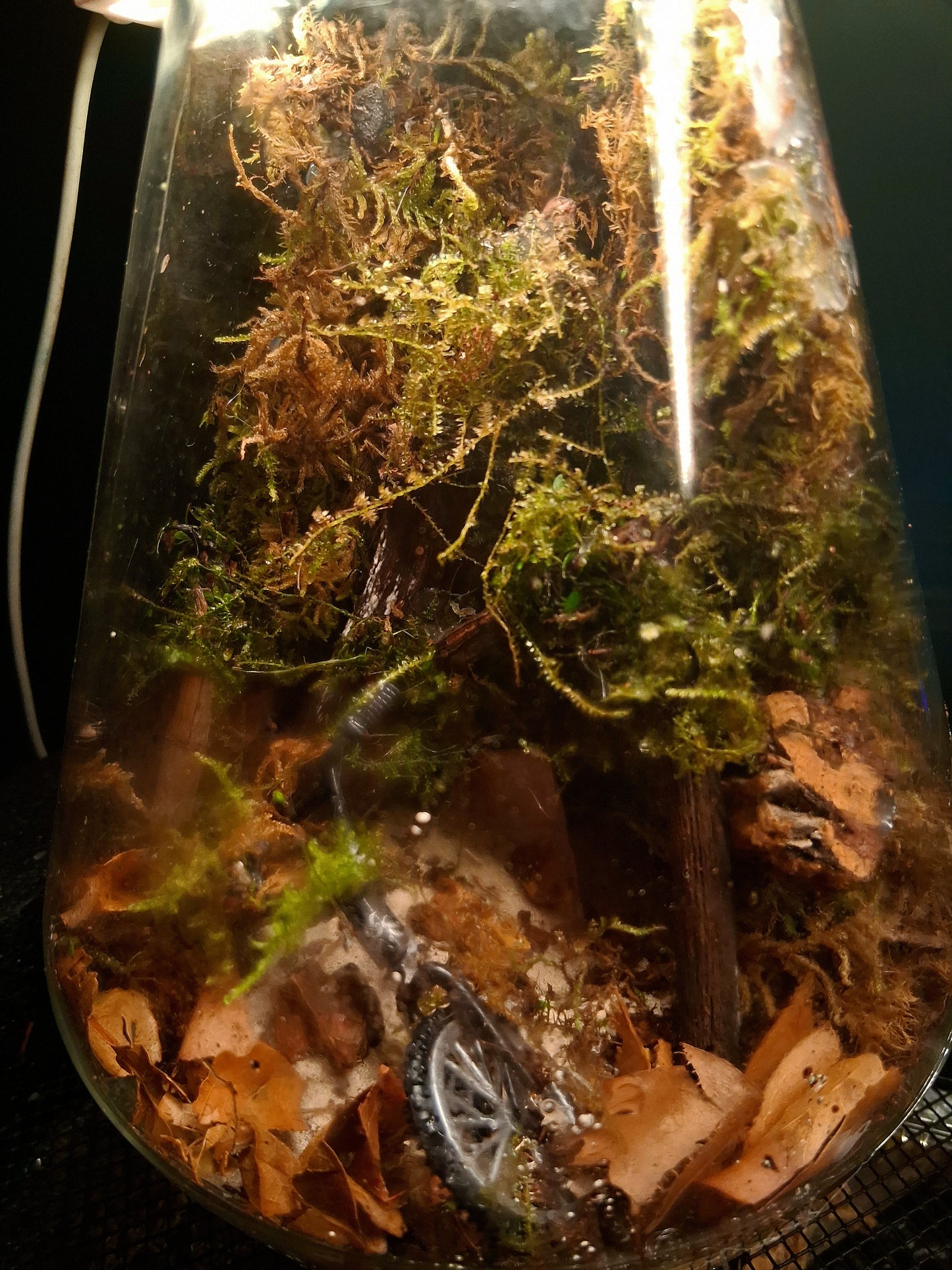 Forêt Intime
