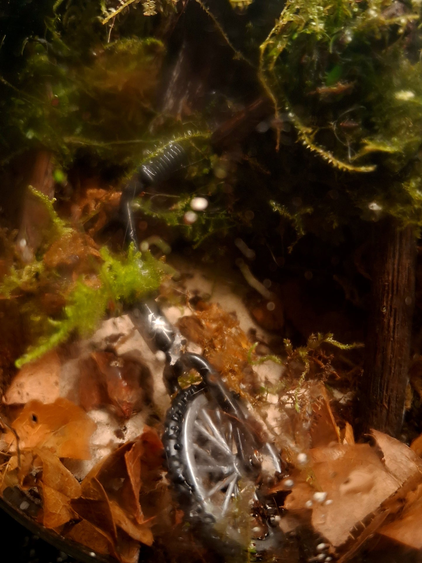 Forêt Intime
