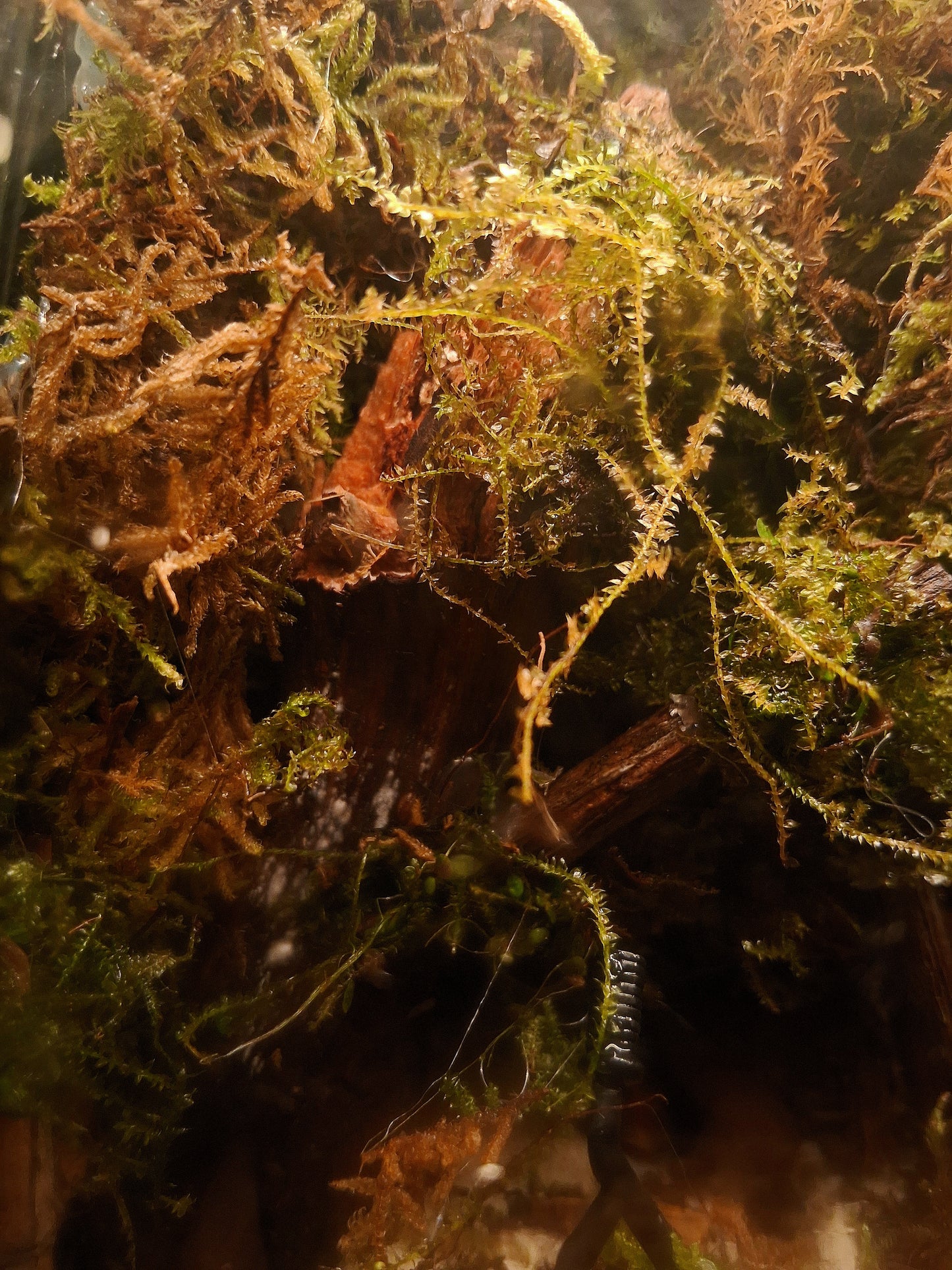 Forêt Intime