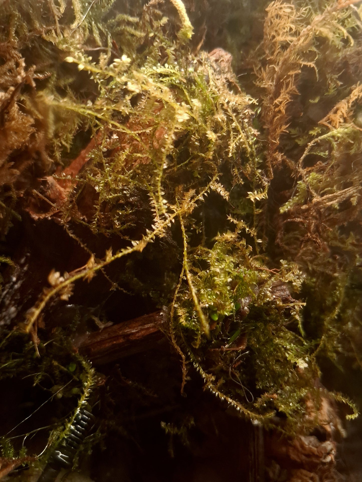Forêt Intime