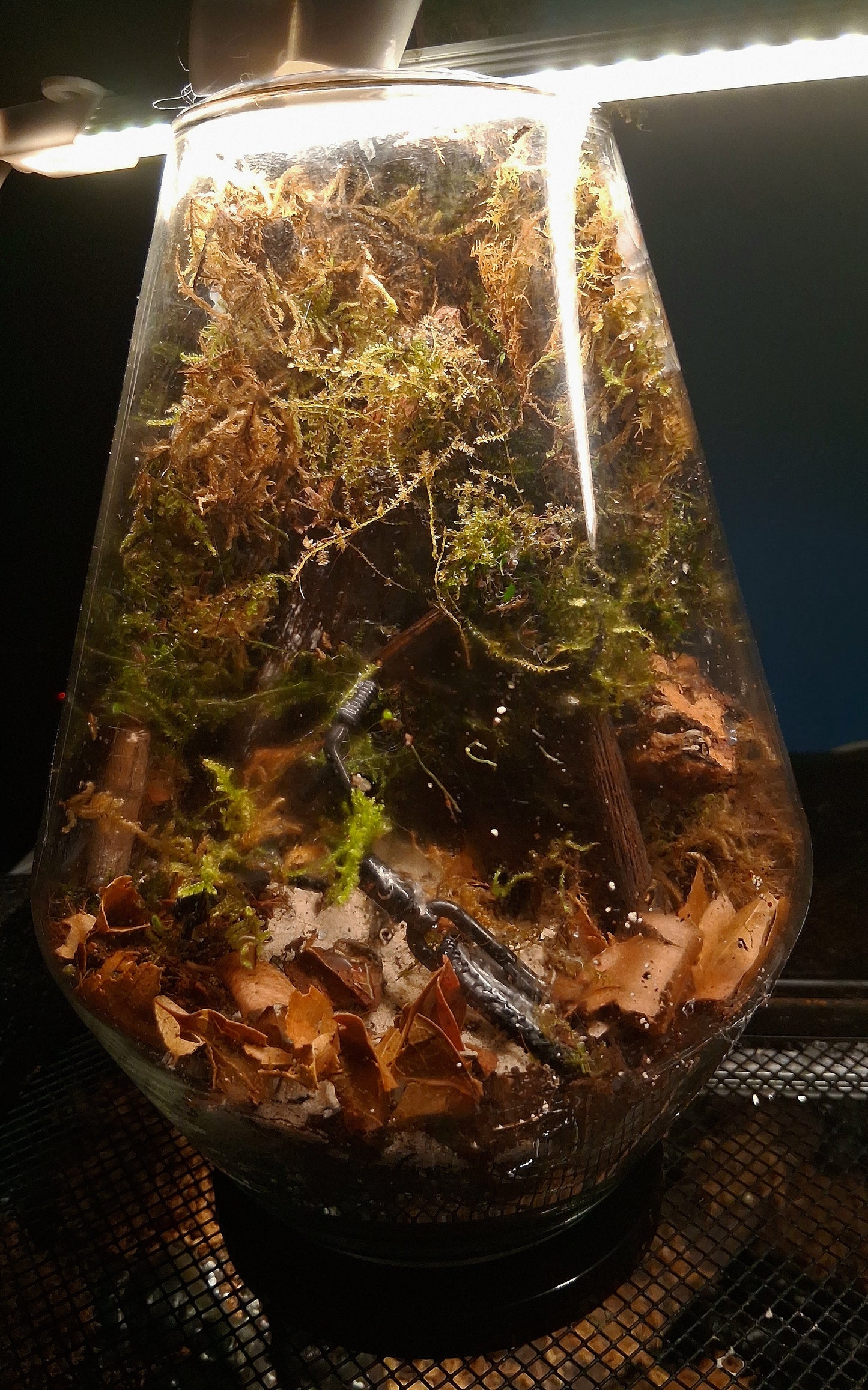 Forêt Intime