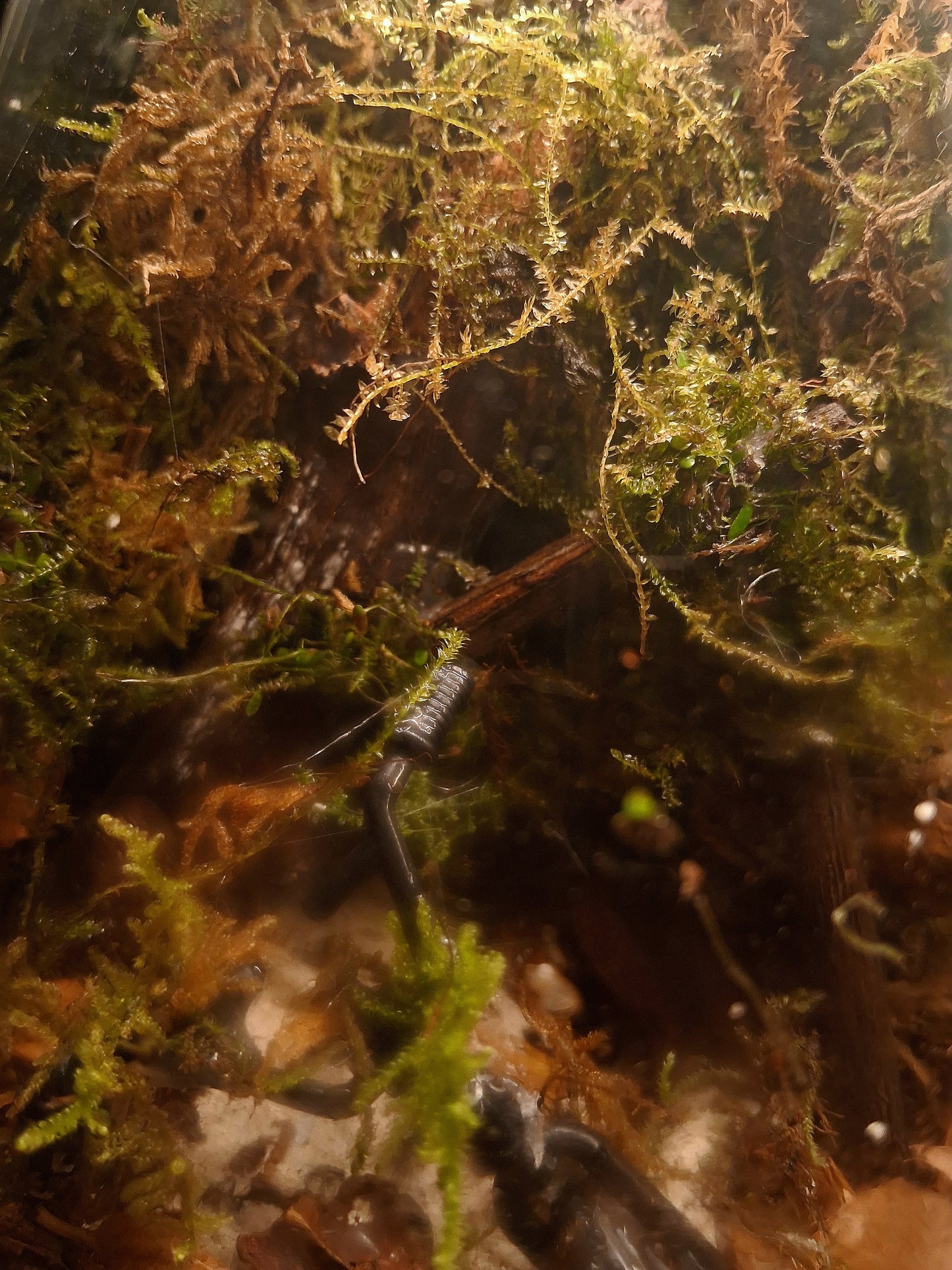 Forêt Intime