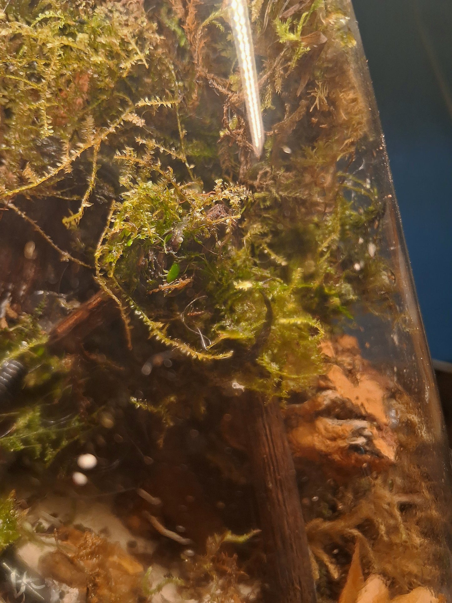 Forêt Intime