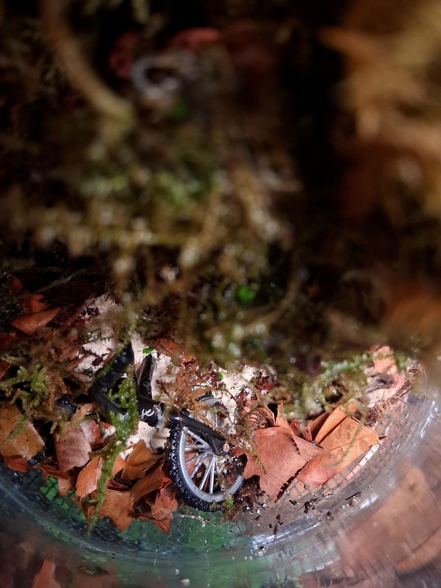 Forêt Intime