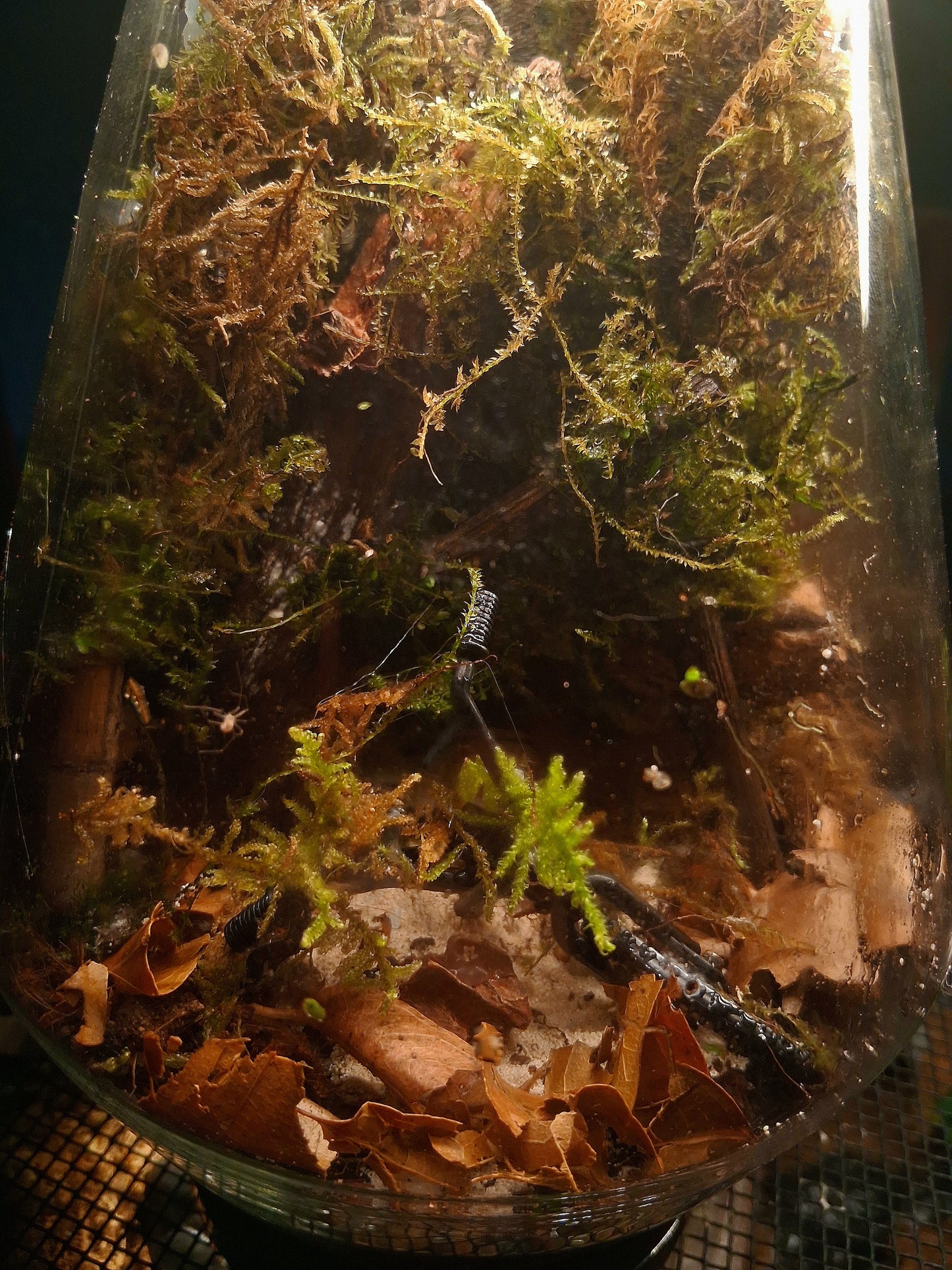 Forêt Intime