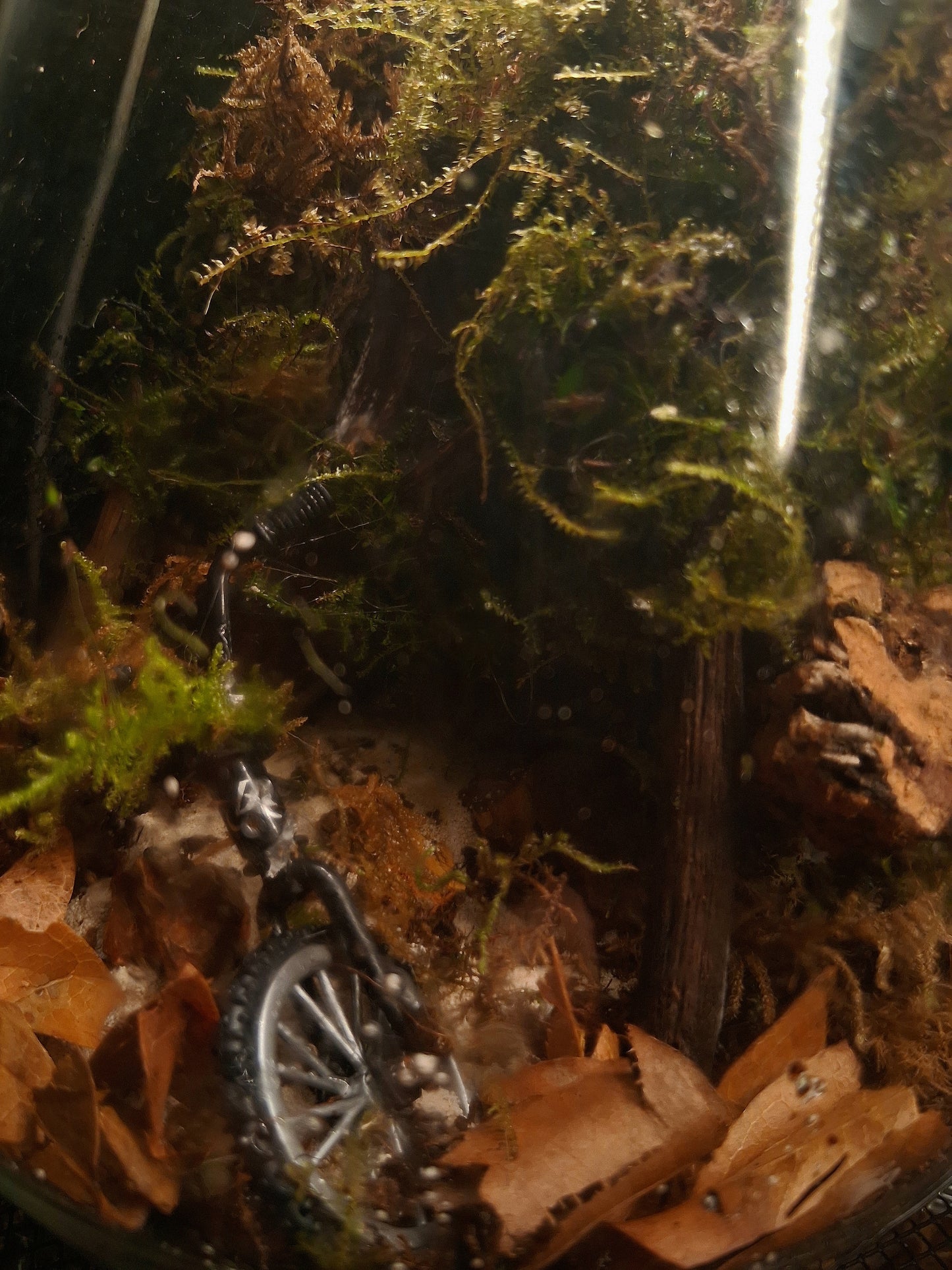 Forêt Intime