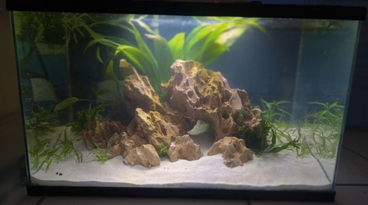 Isla-Full Pre-made 10 Gal Aquascape (Tank Included)
